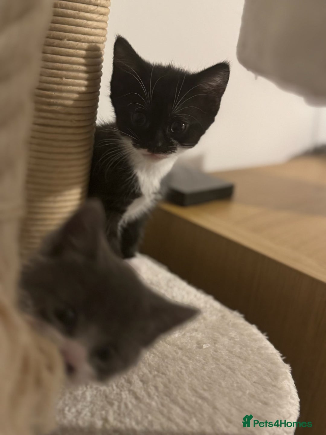 British Shorthair cats for sale: 🤩🤩 ready to go 🤩🤩 - Image 5
