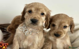 Cocker Spaniel dogs for sale: Cocker spaniel puppies - Image 5