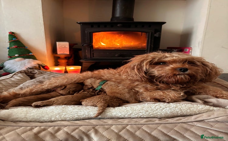 Cavapoo dogs - Advert 15