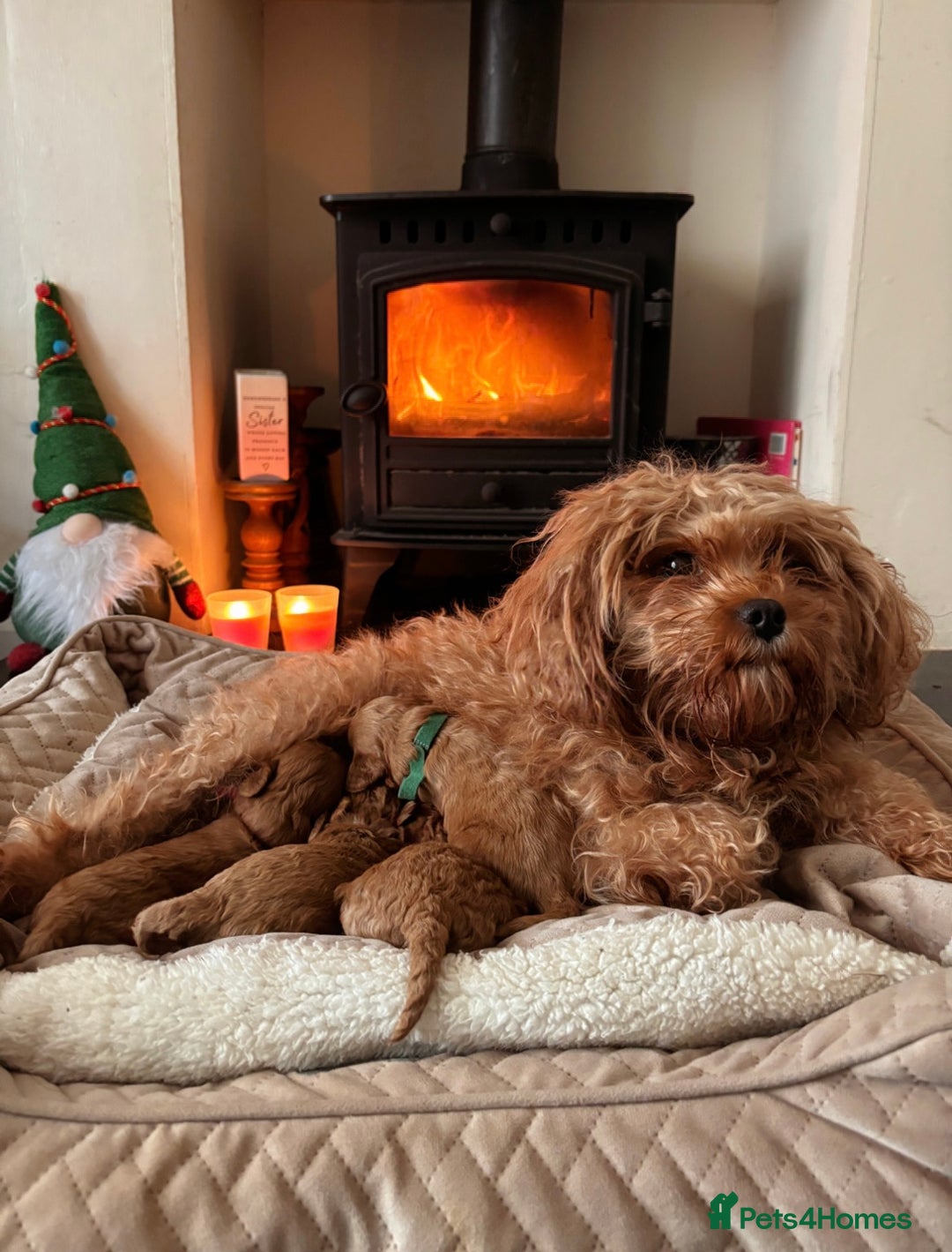 Cavapoo dogs for sale: F1B Red Toy Cavapoos- Health Tested  ************  - Advert 1