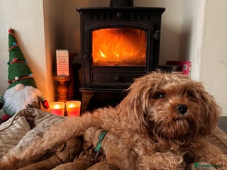 Cavapoo dogs - Advert 11