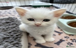 Persian cats for sale: Outstanding litter of Persian x kittens,  - Image 17