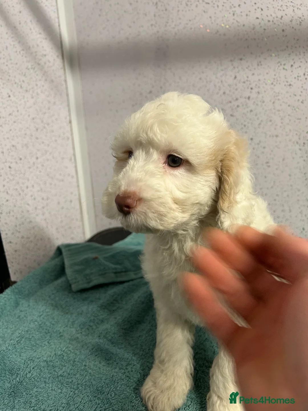 Japanese Shiba Inu dogs for sale: The stunning Japanese Shiba Inu  - Advert 4