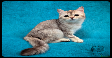 Scottish Fold cats TICA Registered Scottish kittens - Advert 4