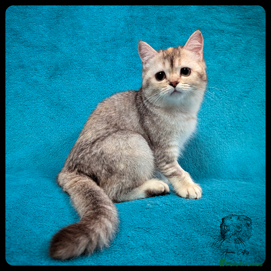 Scottish Fold cats for sale: TICA Registered Scottish kittens - Advert 3