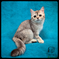 Scottish Fold cats TICA Registered Scottish kittens - Advert 4