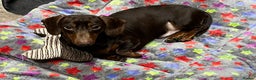 Miniature Dachshund dogs for stud: KC REG Chocolate & Tan Miniature Dachshund Stud in Sheffield - Advert 3