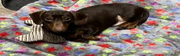 Miniature Dachshund dogs for stud: KC REG Chocolate & Tan Miniature Dachshund Stud in Sheffield - Advert 3
