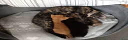Mixed Breed cats for sale: 2 Kittens ready to go in Edinburgh - Advert 2