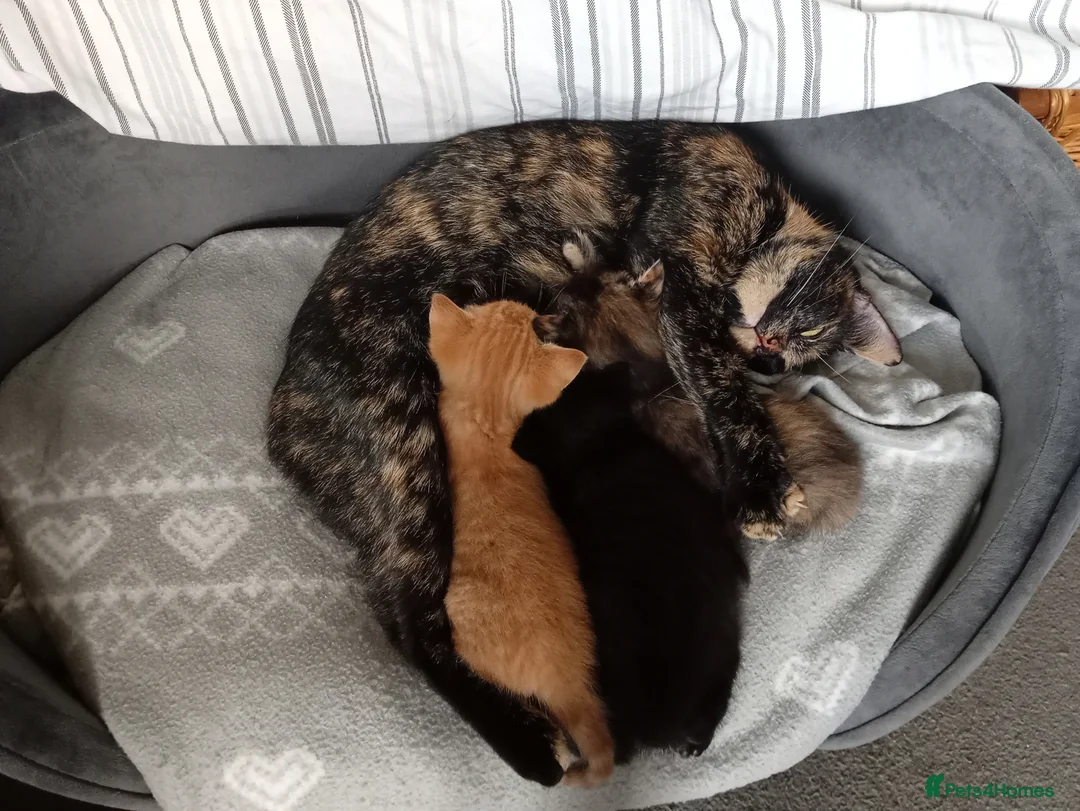 Mixed Breed cats for sale: 2 Kittens ready to go in Edinburgh - Advert 2