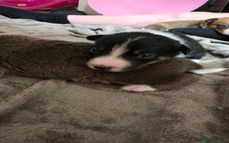 Mixed Breed dogs for sale: Beautiful collie x kelpie puppies  - Image 17