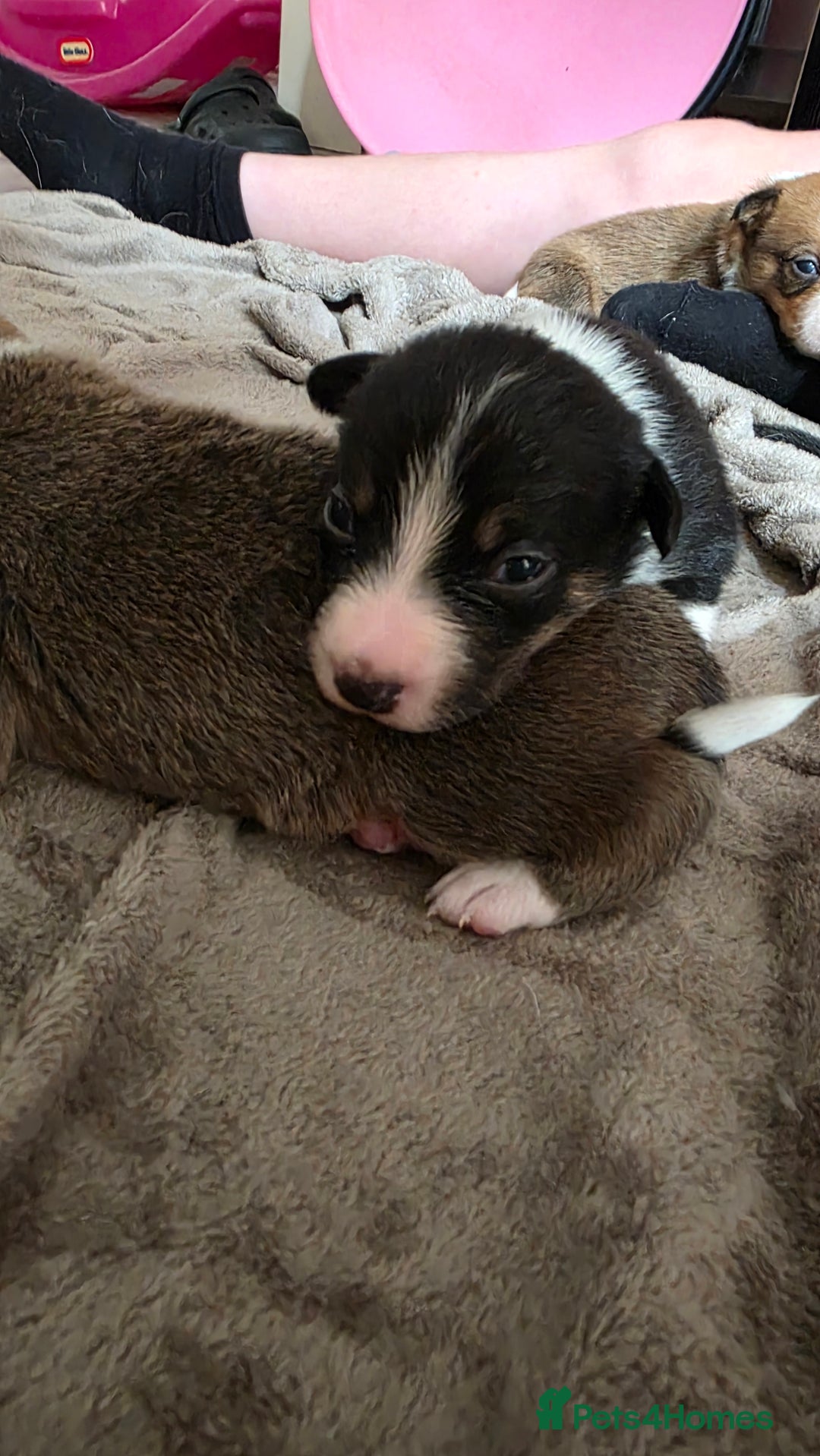 Mixed Breed dogs for sale: Beautiful collie x kelpie puppies  - Image 17