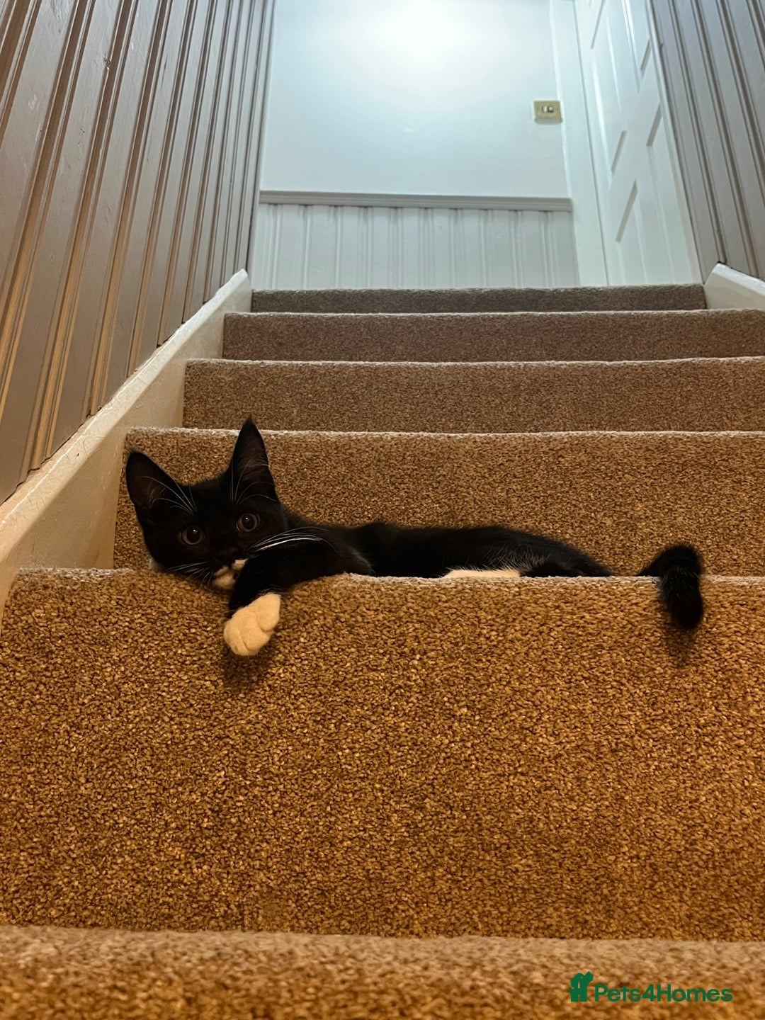 Maine Coon cats for sale: 3/4Month old Kitten 50% Maine coon 50% Mixed - Image 7