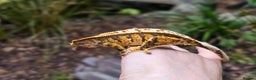 Gecko reptiles for sale: Crested geckos - Advert 6