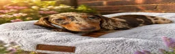 Miniature Dachshund dogs for sale: Miniature dachshund - KC registered  - Advert 3