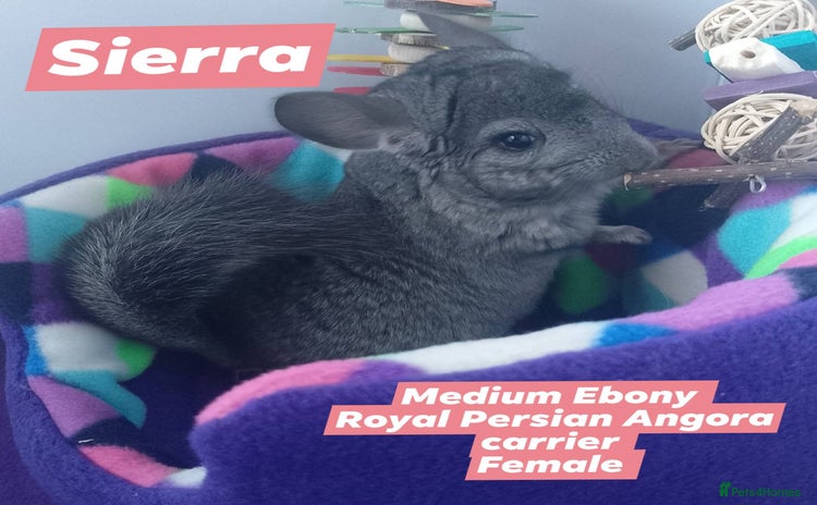 Chinchilla rodents - Advert 5
