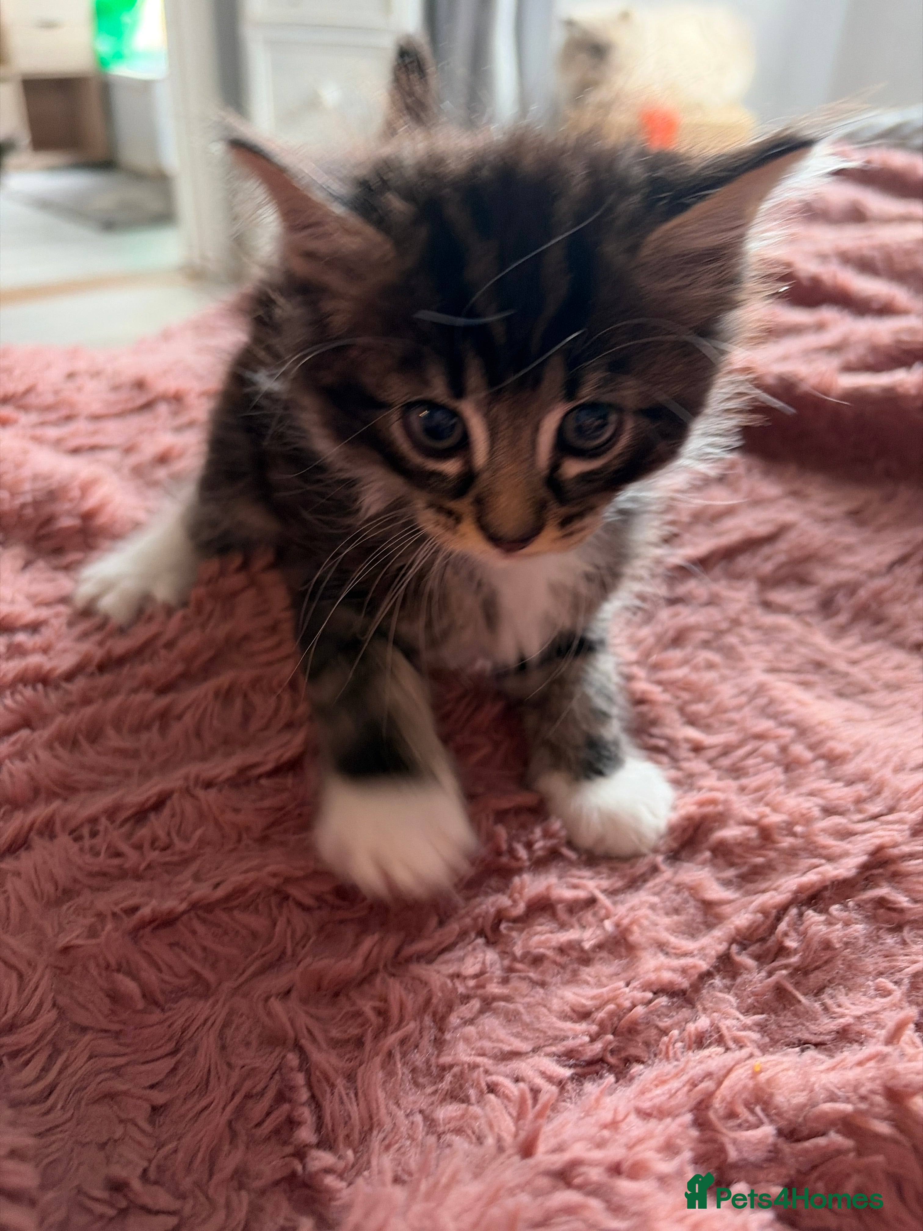 Maine Coon cats Half main coon kittens  - Advert 2