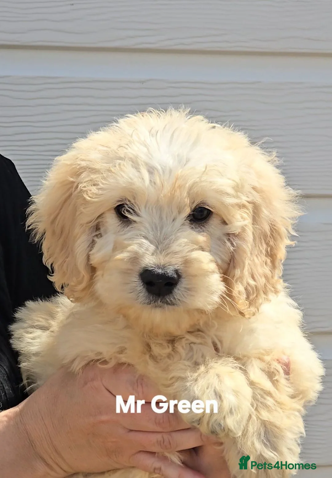 Mini Goldendoodle dogs for sale: 4 outstanding miniature goldendoodle  - Advert 1