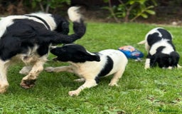 English Springer Spaniel dogs for sale: KC Calm English Springer Spaniel Puppies - Image 33