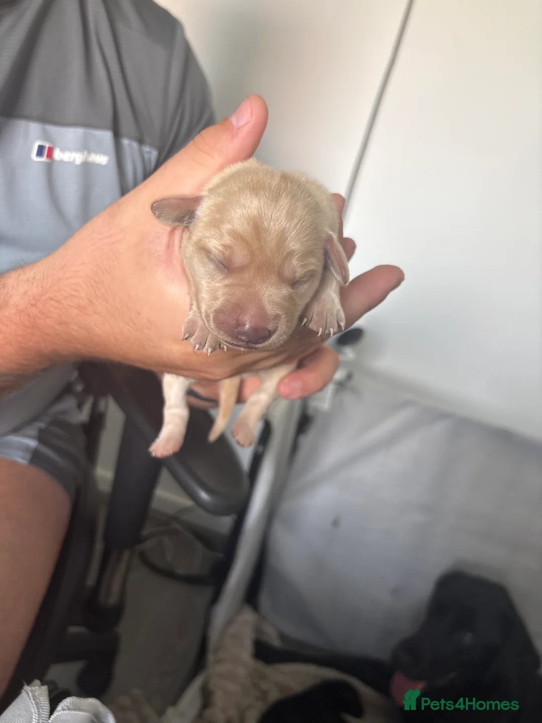Labrador Retriever dogs for sale: Beautiful Litter of 6 Labrador Puppies in Middlesbrough - Advert 2
