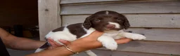 English Springer Spaniel dogs for sale: Springer Spaniels  - Advert 8
