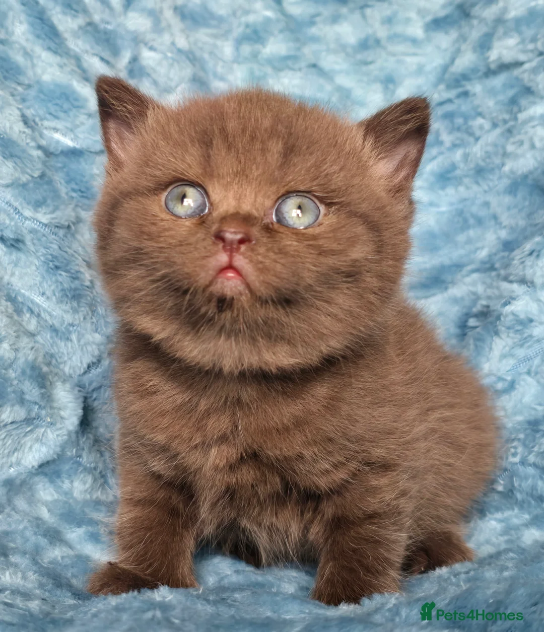 British Shorthair cats for sale: TICA registered British shorthair kittens - Advert 29