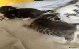 British Shorthair cats for sale: 4 kittens for sale  - Image 9