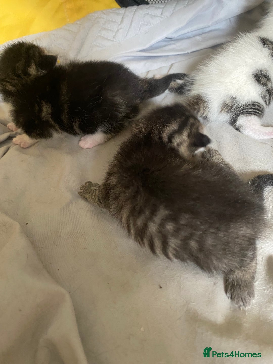 British Shorthair cats for sale: 4 kittens for sale  - Image 9