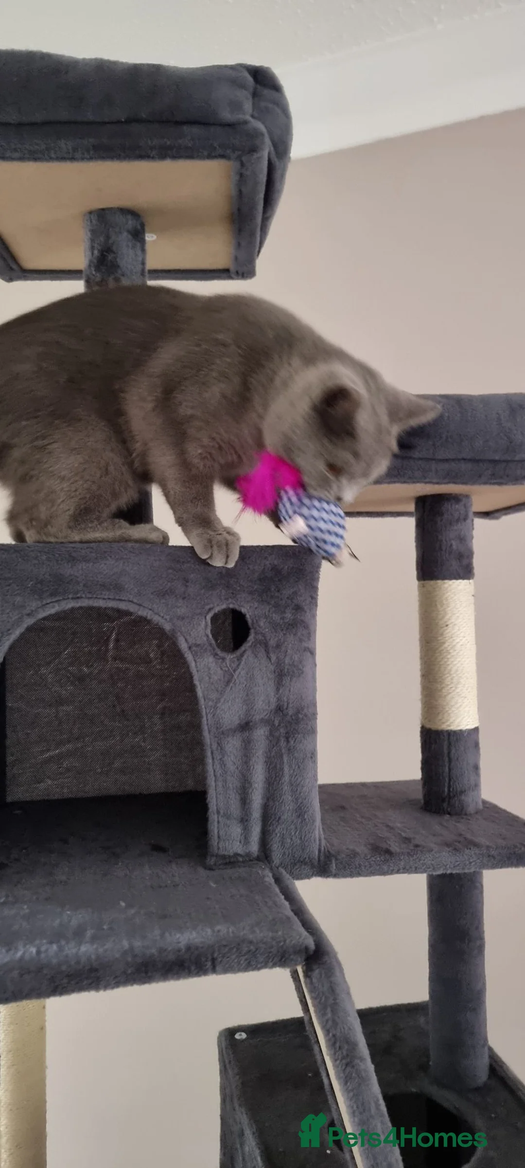British Shorthair cats for sale: Pure British Shorthair Blue  - Advert 2
