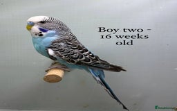 Budgerigars birds for sale: 8 week old Beautiful baby Budgies - Image 4