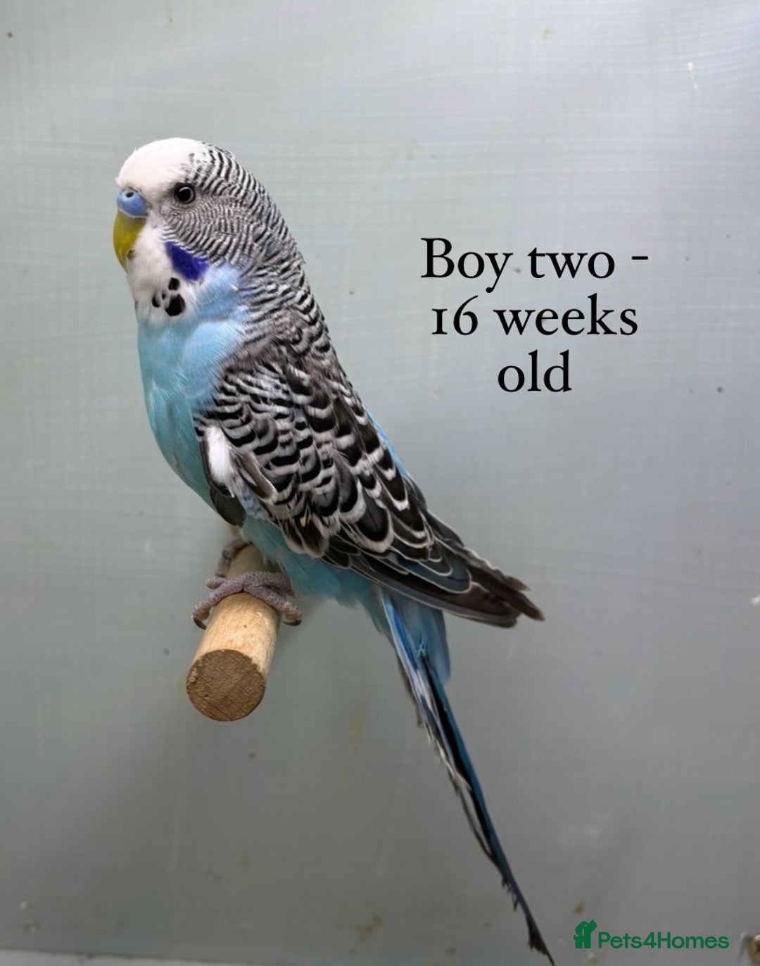 Budgerigars birds for sale: 8 week old Beautiful baby Budgies - Image 4