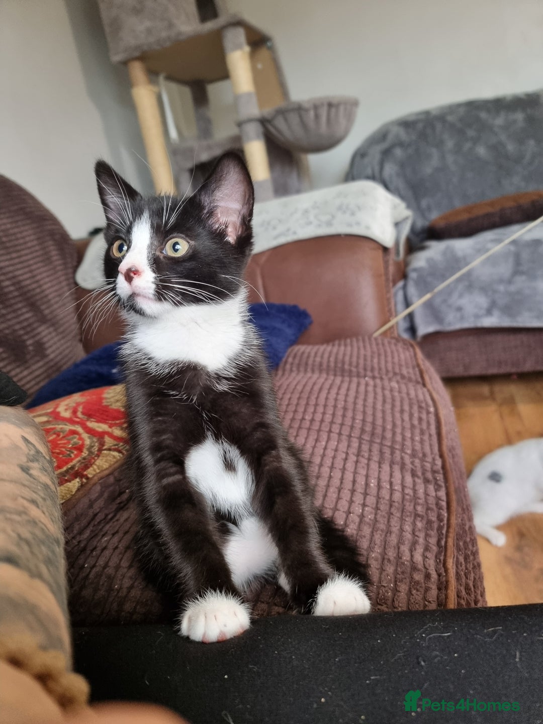 Mixed Breed cats for sale: Bengal x British Short Hair Kitten  - Image 8