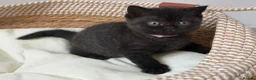 British Shorthair cats for sale: Champion Bloodline British Shorthair Kittens - Advert 14