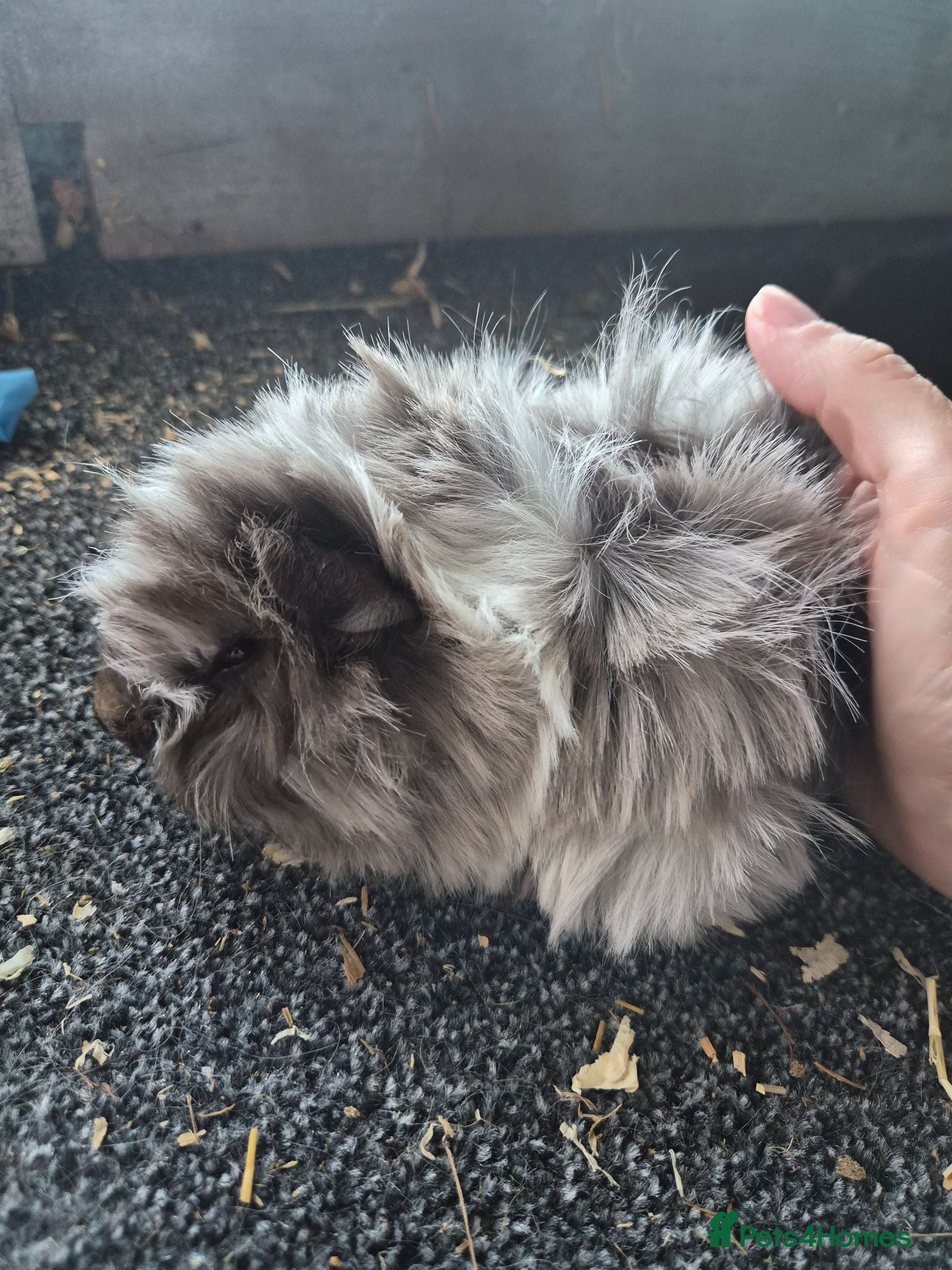 Guinea Pig rodents Gorgeous peruvian guinea pig boar - Advert 1