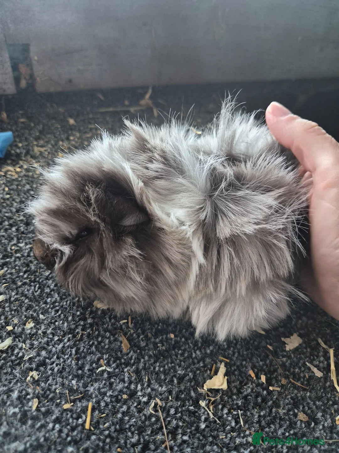 Guinea Pig rodents for sale: Gorgeous peruvian guinea pig boar - Advert 1