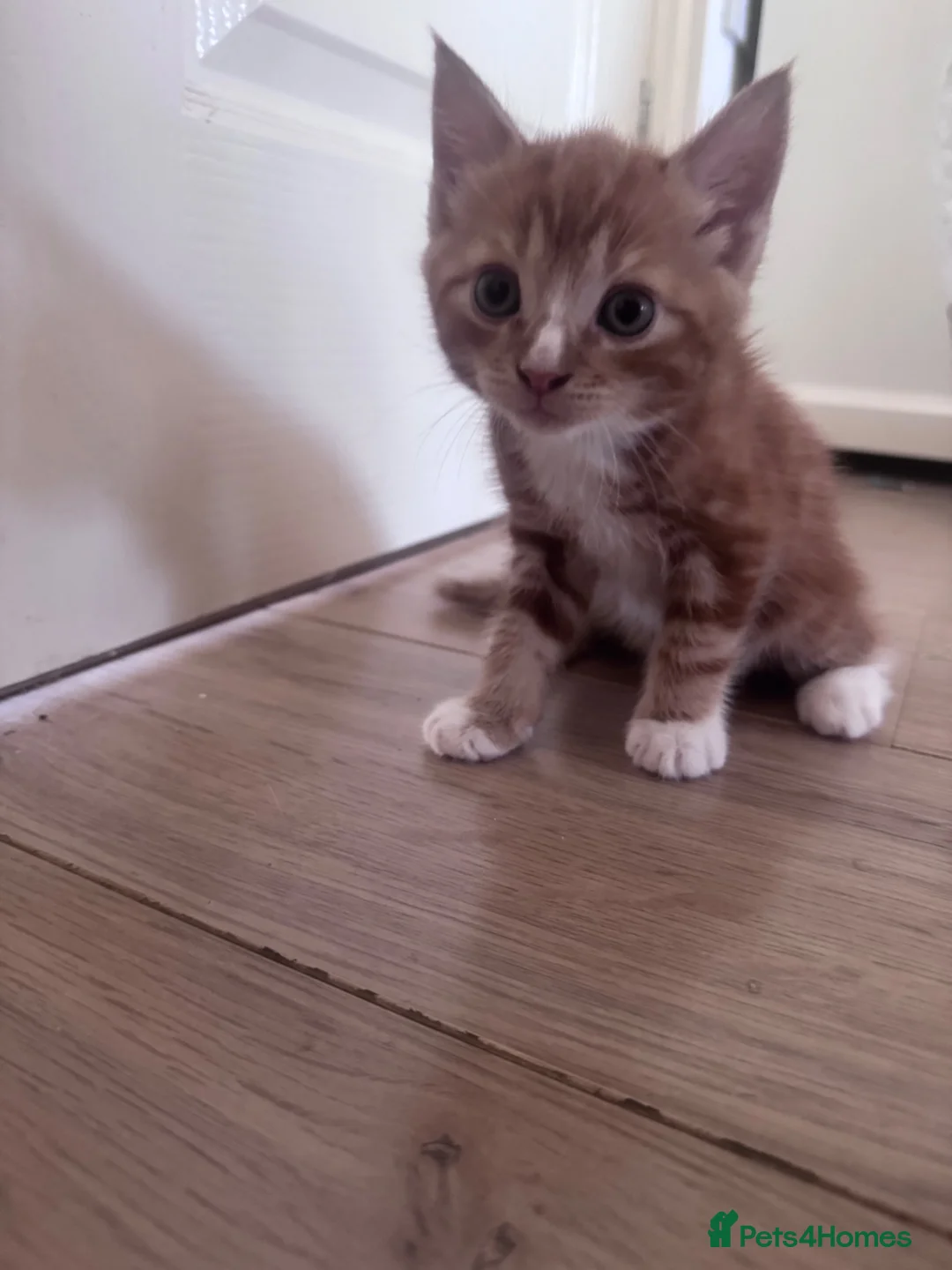 Mixed Breed cats for sale: 🧡Absolutely Adorable Long-Haired Ginger Tabby Boy in Waterlooville - Advert 2