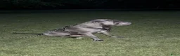 Cane Corso dogs for sale: Gorgeous blue cane corso male  - Advert 2
