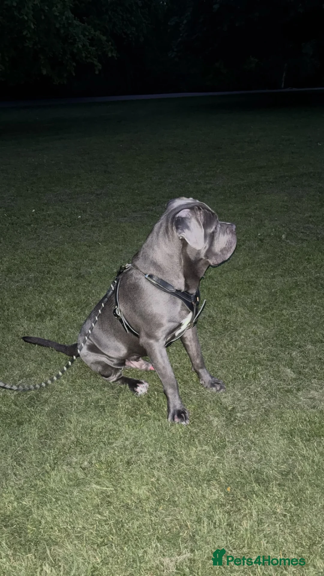 Cane Corso dogs for sale: Gorgeous blue cane corso male  - Advert 2