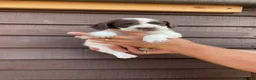 Cocker Spaniel dogs for sale:  Stunning KC registered working cocker pups - Advert 14