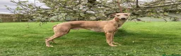 Whippet dogs for sale: Bedlington whippet puppies  in Bridport - Advert 6