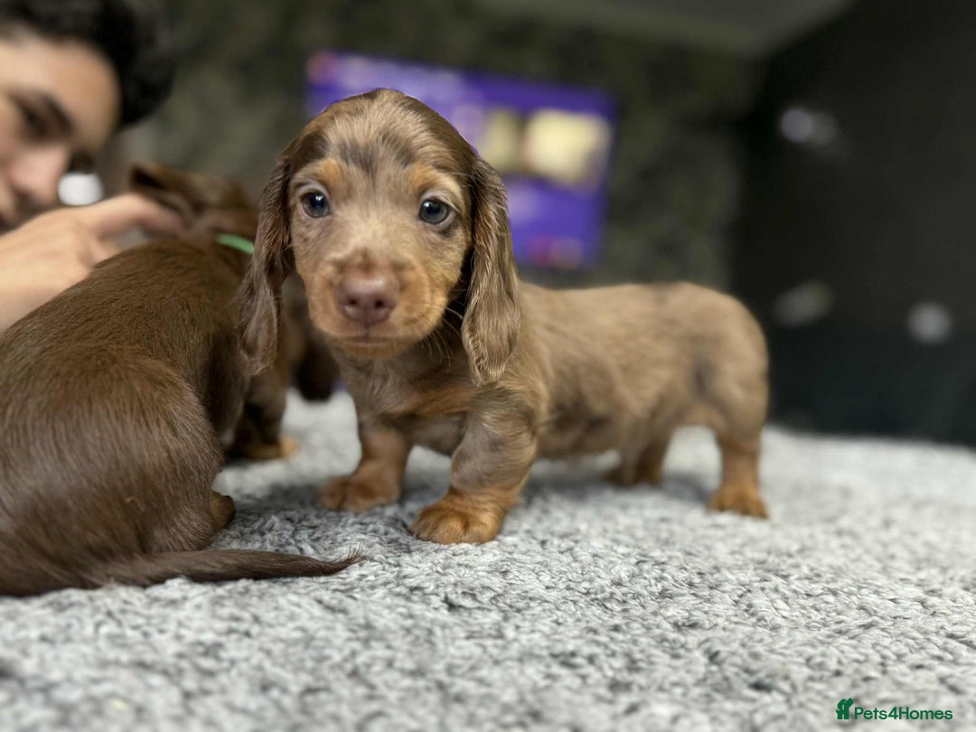 Miniature Dachshund dogs for sale: Longhaired miniature dachshund puppies KC reg. - Image 8