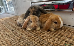 Mini Lop rabbits for sale: Mini Lop Bunnies (3 Girls Ready now) More 15th Aug - Image 14