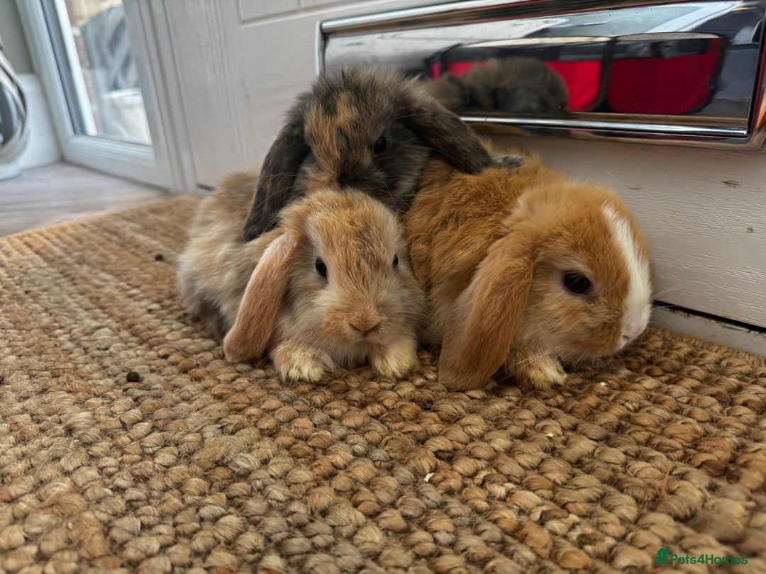 Mini Lop rabbits for sale: Mini Lop Bunnies (3 Girls Ready now) More 15th Aug - Image 14