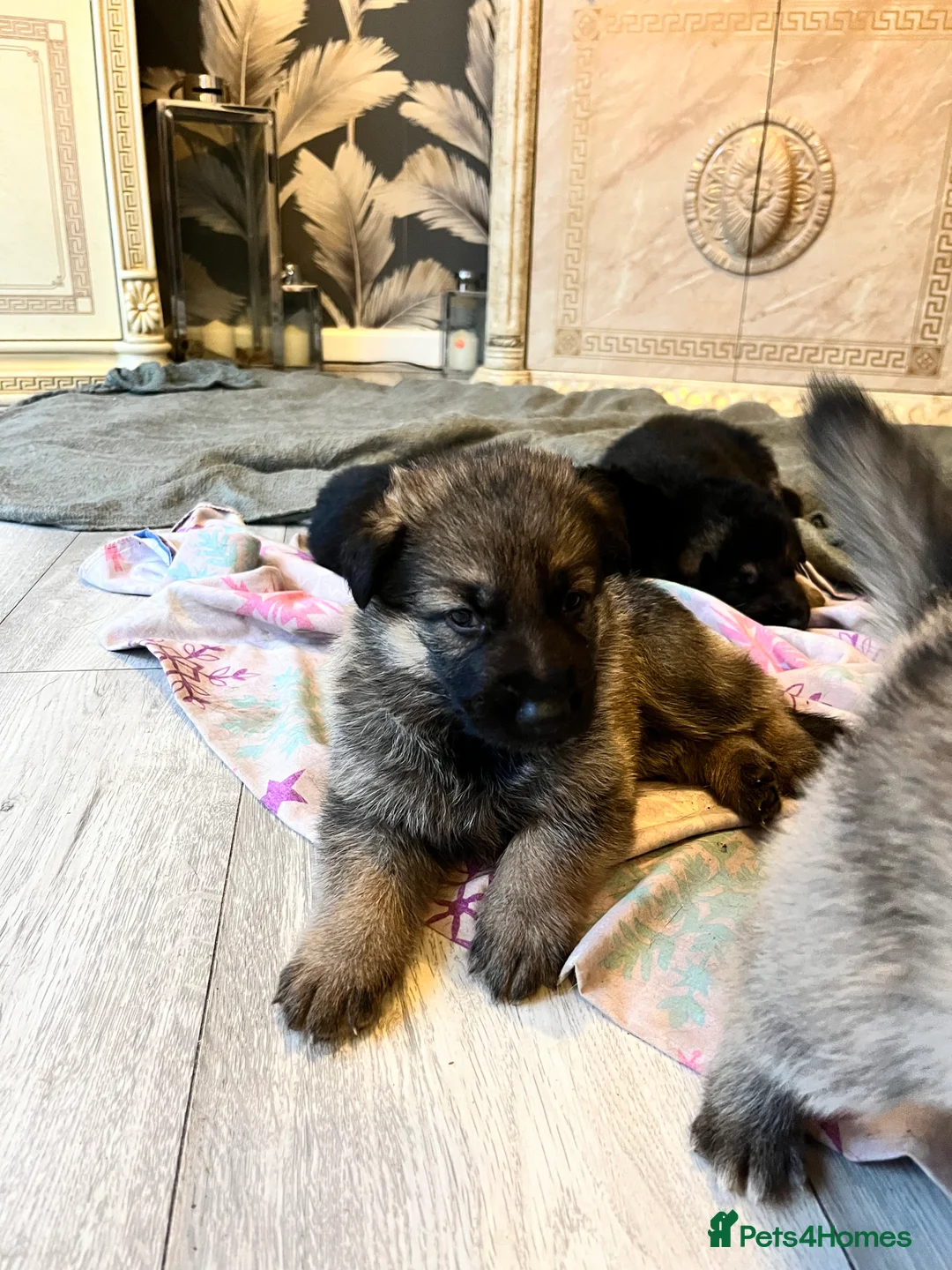 German Shepherd dogs for sale: German shepherd puppies  - Advert 7