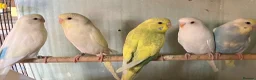 Budgerigars birds for sale: Baby budgies and pairs for sale  - Advert 13