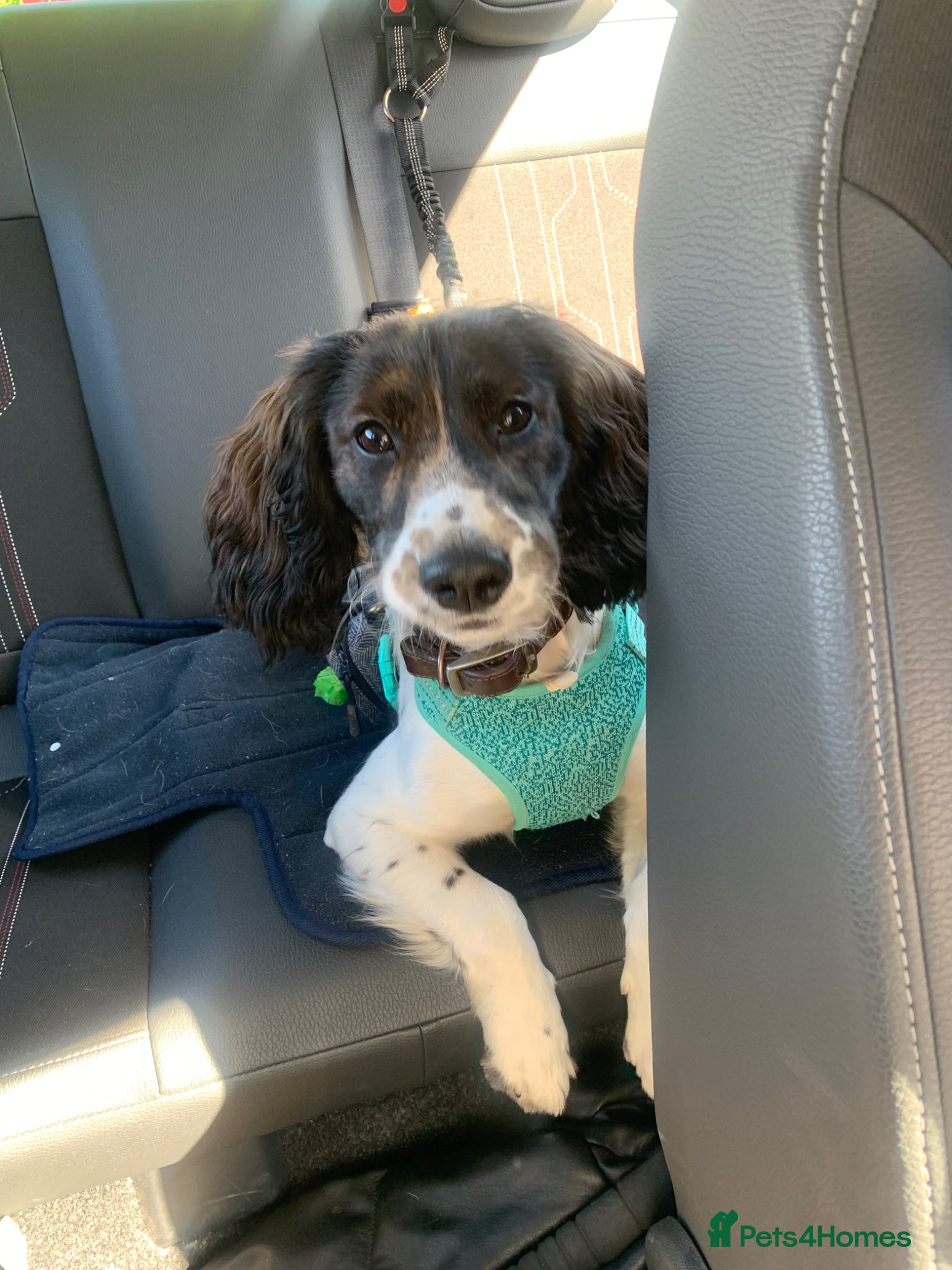 Cockapoo dogs Cockapoo  - Advert 6