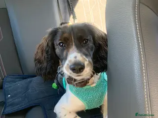 Cockapoo dogs Cockapoo - Advert 6