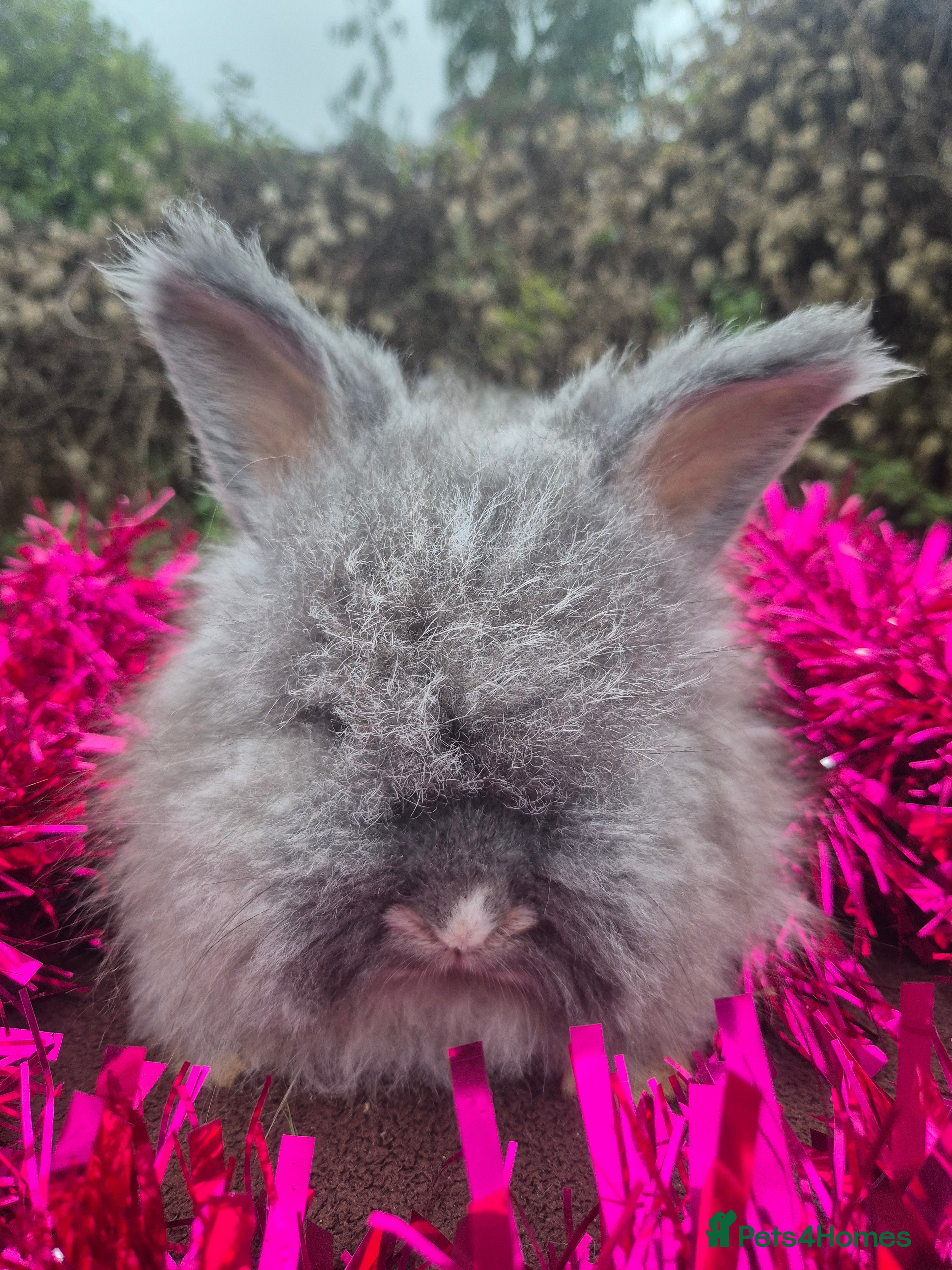 Angora rabbits 🧡 fulled faced imported parents 🇫🇷 bunnies 🧡 - Advert 15