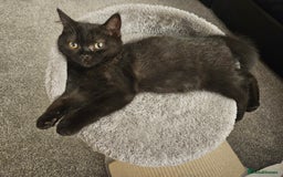 Scottish Fold cats for sale: Adorable Scottish fold Straight Ears Kittens - Image 28