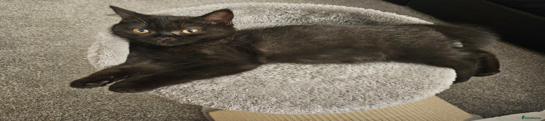 Scottish Fold Kitten 6